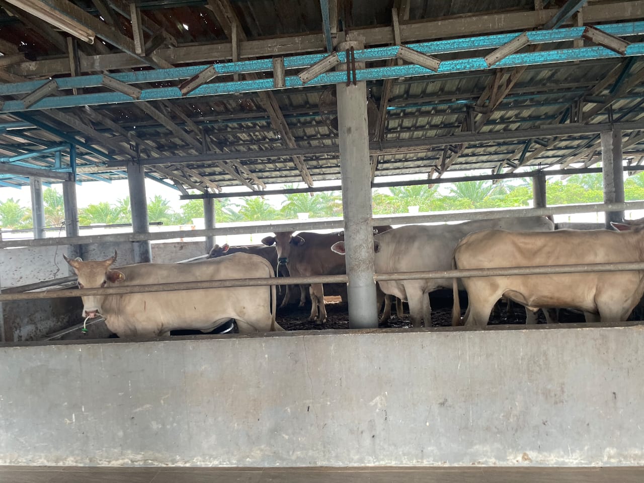 Gambar Projek PROJEK TERNAKAN LEMBU FIDLOT