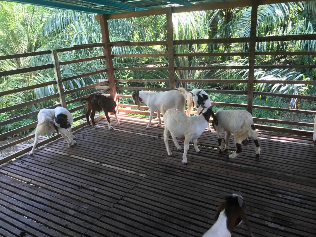 Gambar Projek PROJEK PENTERNAKAN KAMBING (ADAPTASI FIDLOT) KAMPUNG SUNGAI MEGAT ARIS