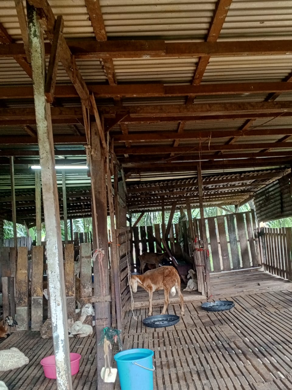 Gambar Projek PENTERNAKAN DAN PEMPROSESAN SERTA PERKHIDMATAN KAMBING BAKAR