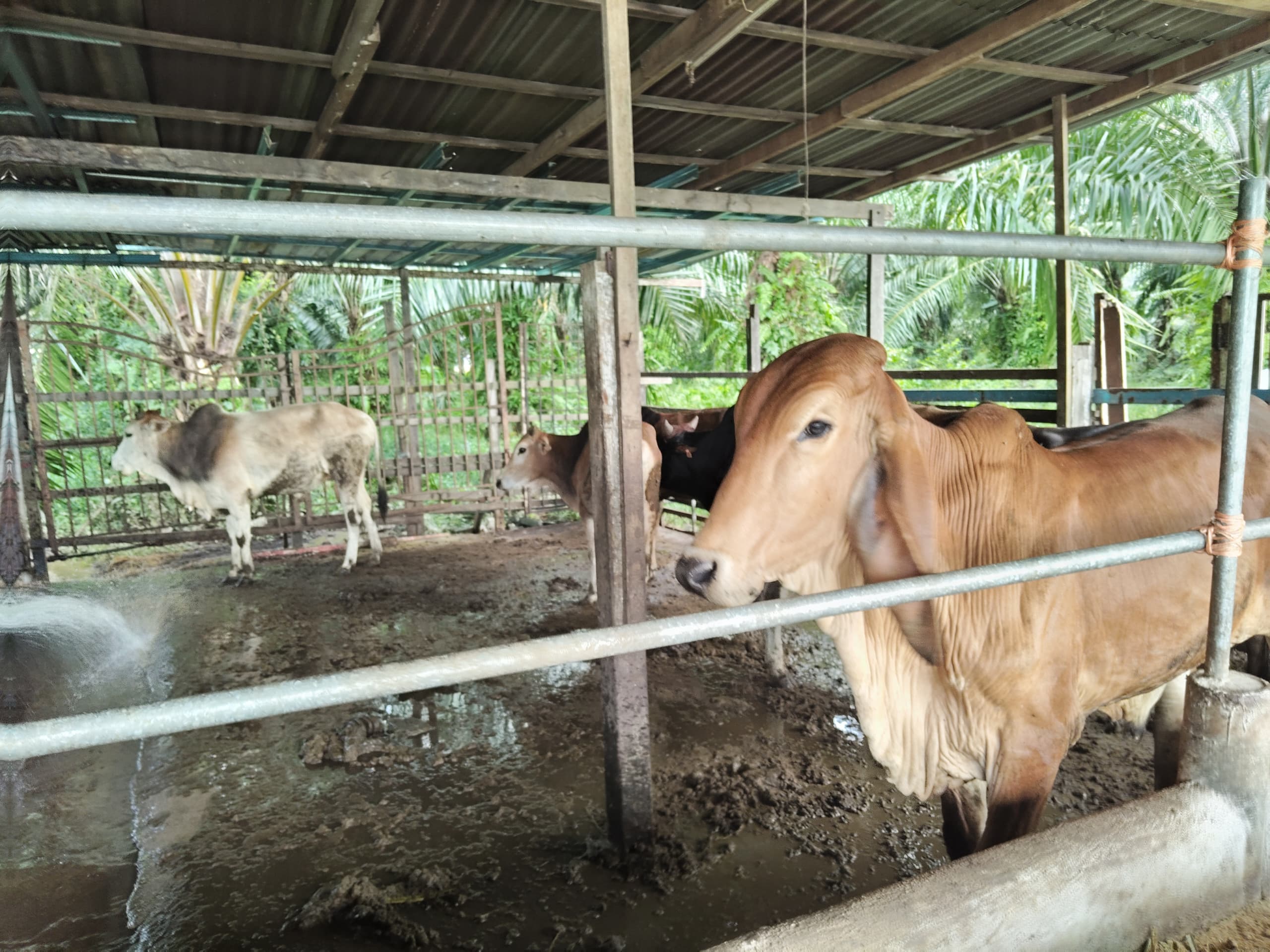 Gambar Projek PROJEK PENTERNAKAN LEMBU (ADAPTASI FIDLOT) KAMPUNG PARIT ABAS, KUALA KURAU