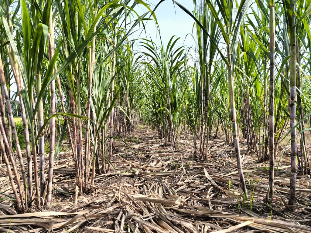 Gambar Projek LAMAN TEBU SEBAGAI SUMBER PENDAPATAN KOMUNITI