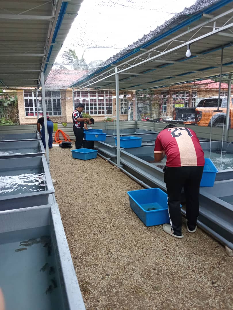 Gambar Projek PROJEK TERNAKAN LOBSTER AIR TAWAR KAMPUNG PONDOK TANJUNG